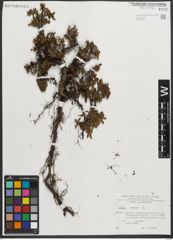 Foto von Salix retusa L.
